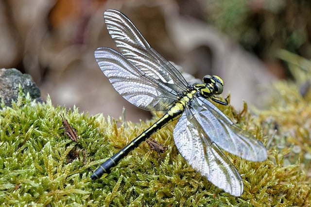 Free download clubtail dragonfly dragonfly insect free picture to be edited with GIMP free online image editor