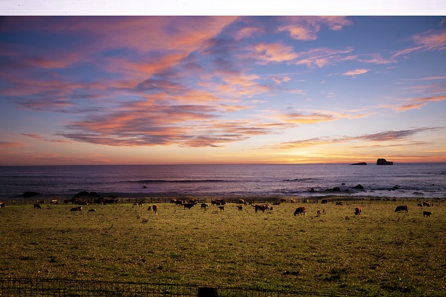 Free download coastal pasture herd sunset free picture to be edited with GIMP free online image editor