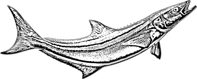 Free download Cobia Fish Game Fishing Sea -  free illustration to be edited with GIMP free online image editor