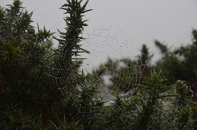 Free download Cobweb Dew Drip -  free photo or picture to be edited with GIMP online image editor