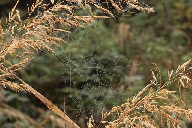 ດາວ​ໂຫຼດ​ຟຣີ cobweb ear of grass spider web ຮູບ​ພາບ​ຟຣີ​ທີ່​ຈະ​ໄດ້​ຮັບ​ການ​ແກ້​ໄຂ​ທີ່​ມີ GIMP ບັນນາທິການ​ຮູບ​ພາບ​ອອນ​ໄລ​ນ​໌​ຟຣີ