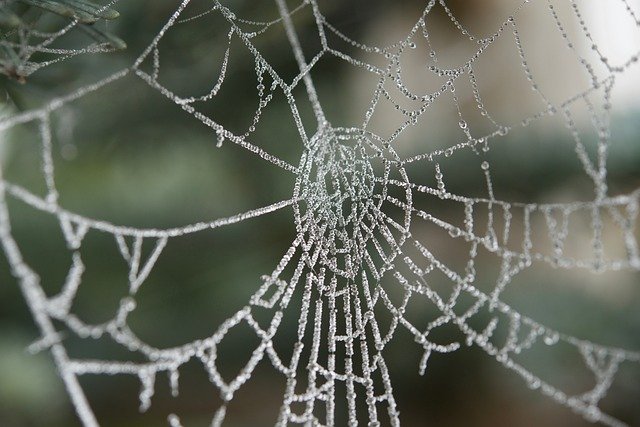Free download Cobweb Hoarfrost -  free photo or picture to be edited with GIMP online image editor