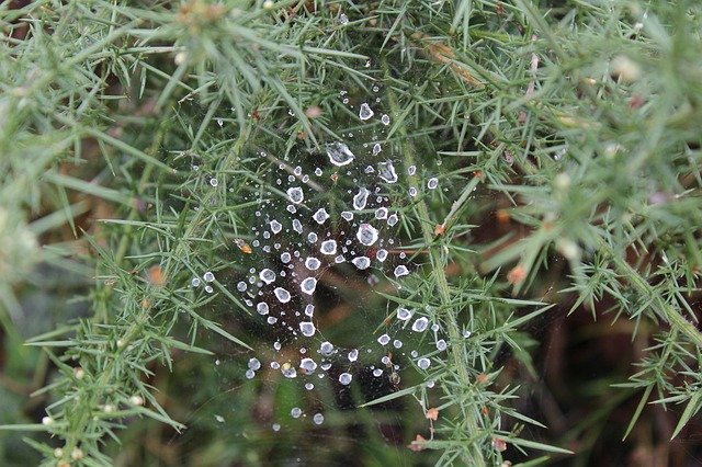 Free download Cobweb Rain Nature -  free photo or picture to be edited with GIMP online image editor