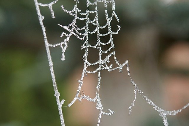 Free download Cobweb Ripe -  free photo or picture to be edited with GIMP online image editor