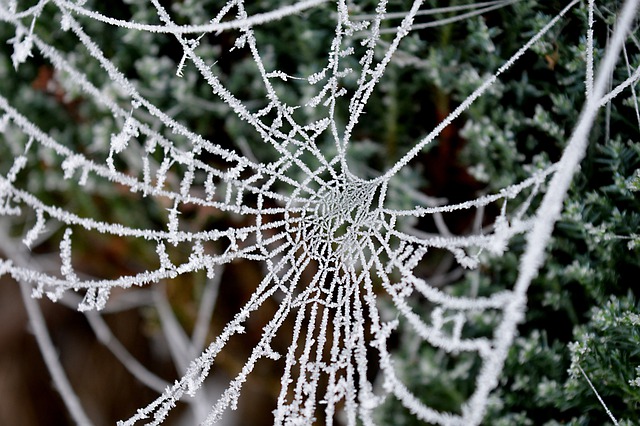 Free download cobwebs spider web frost frozen free picture to be edited with GIMP free online image editor