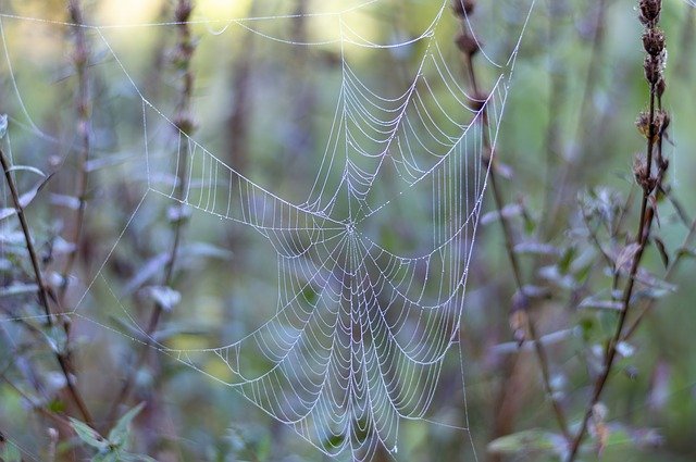 Free download Cobweb Web Dew -  free photo or picture to be edited with GIMP online image editor
