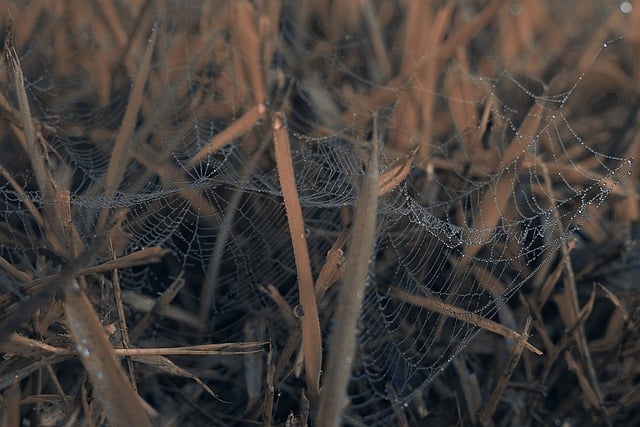 Free download cobweb web grass macro wet free picture to be edited with GIMP free online image editor