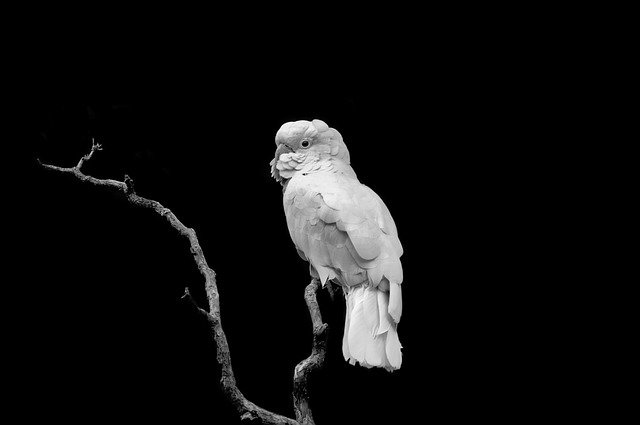 Free download Cockatoo Animal Nature -  free photo or picture to be edited with GIMP online image editor