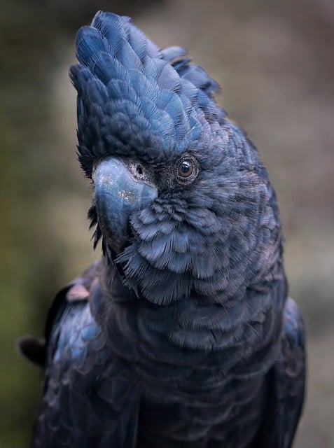 Free download cockatoo bird avian nature animal free picture to be edited with GIMP free online image editor