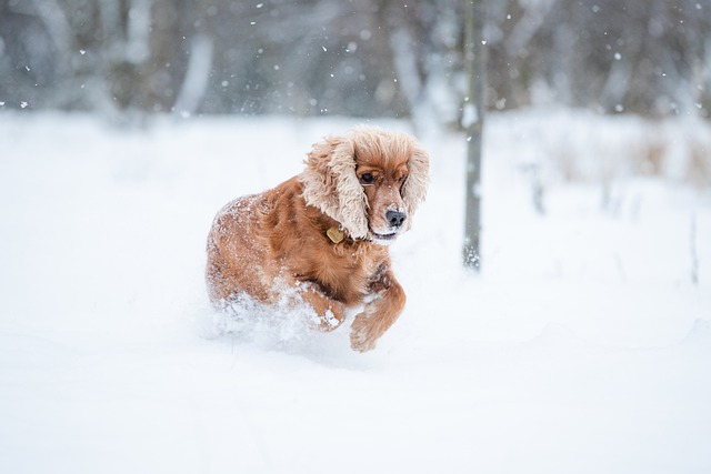 Free download cocker spaniel dog snow playing free picture to be edited with GIMP free online image editor