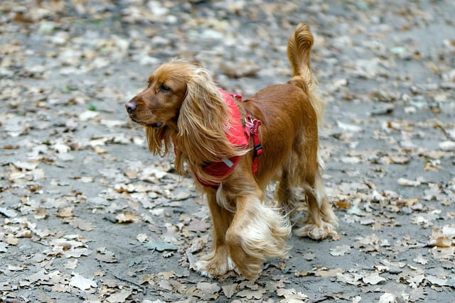 Free download cocker spaniel park dog pet animal free picture to be edited with GIMP free online image editor