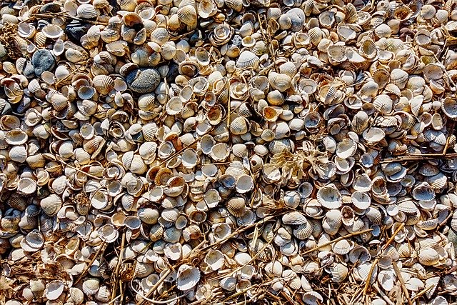 Free download Cockle Shell Beach -  free photo or picture to be edited with GIMP online image editor