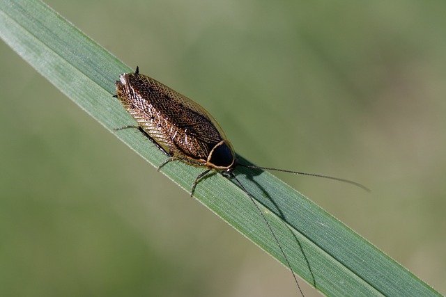 Free download cockroach insect blade of grass free picture to be edited with GIMP free online image editor