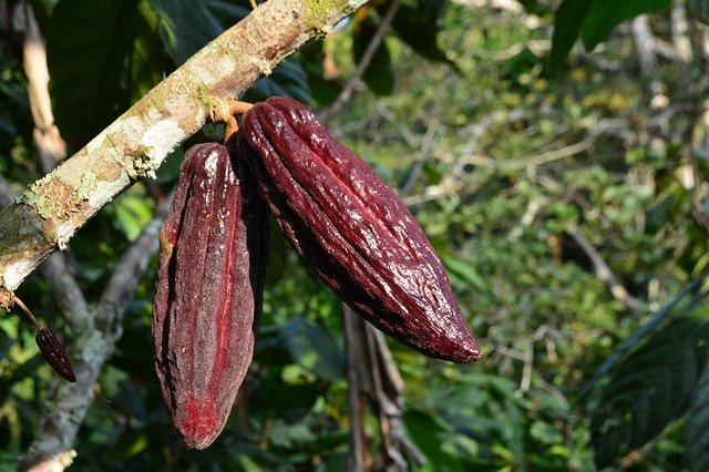 Free download Cocoa Cacao Plant -  free photo or picture to be edited with GIMP online image editor