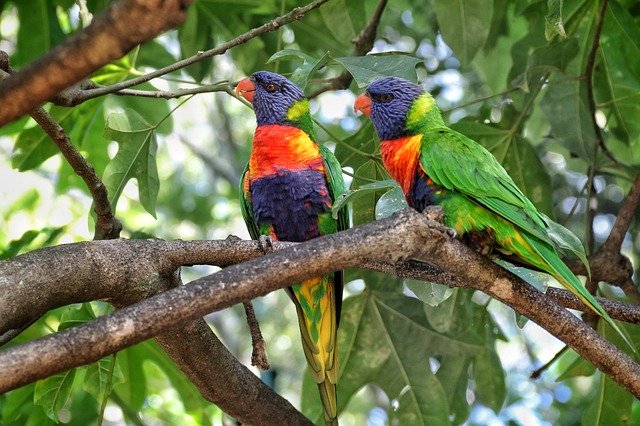 Free download Coconut Lorikeet Parrot Bird -  free photo or picture to be edited with GIMP online image editor