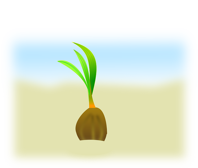 Free download Coconut Sapling Seedling - Free vector graphic on Pixabay free illustration to be edited with GIMP free online image editor