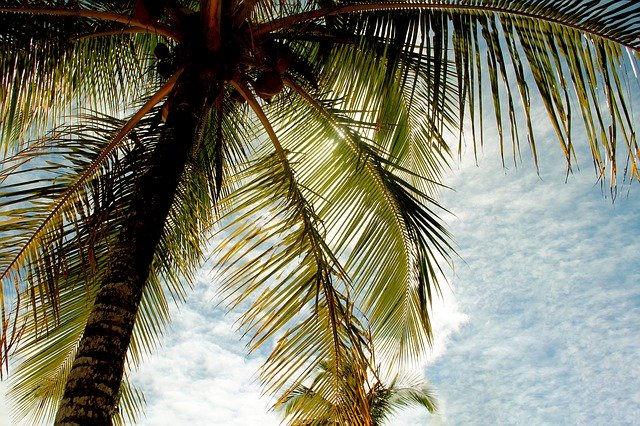 Kostenloser Download Coconut Tree Bahia - kostenloses Foto oder Bild zur Bearbeitung mit GIMP Online-Bildbearbeitung