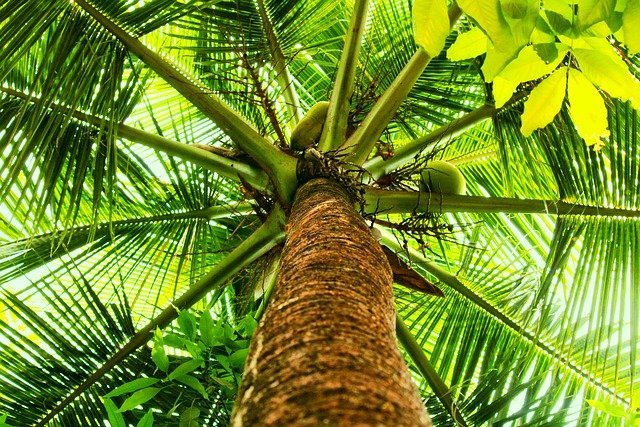 Free download coconut tree coconut tree landscape free picture to be edited with GIMP free online image editor