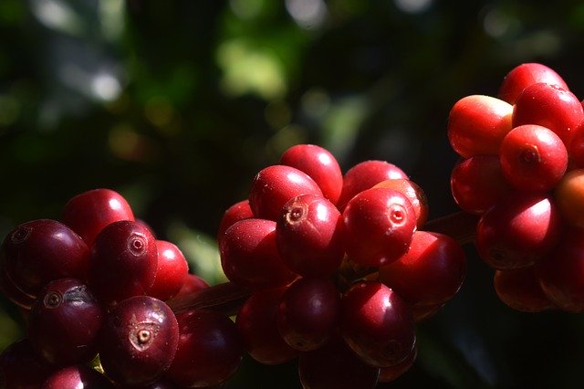 Free download Coffee Fruits Red Grow -  free photo or picture to be edited with GIMP online image editor