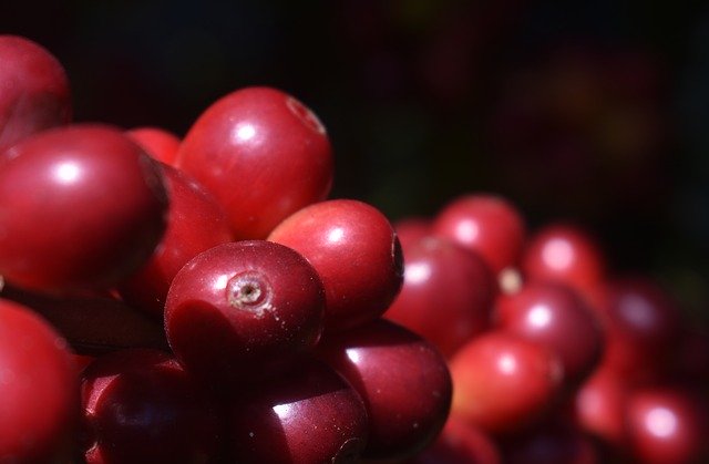 Free download Coffee Red Fruit -  free photo or picture to be edited with GIMP online image editor