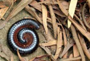 Free download Coiled Millipede free photo or picture to be edited with GIMP online image editor