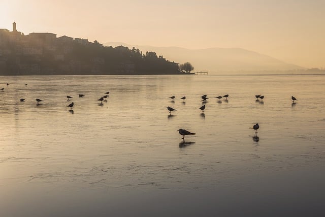 Free download cold ice lake frozen birds mood free picture to be edited with GIMP free online image editor