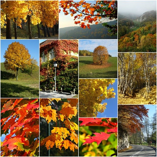 Free download Collage Autumn Colors -  free illustration to be edited with GIMP free online image editor