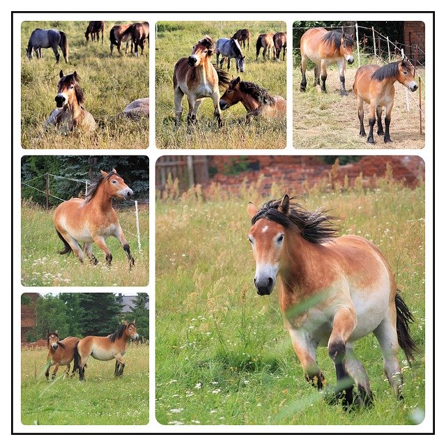 Free download Collage Photo Horses -  free illustration to be edited with GIMP free online image editor