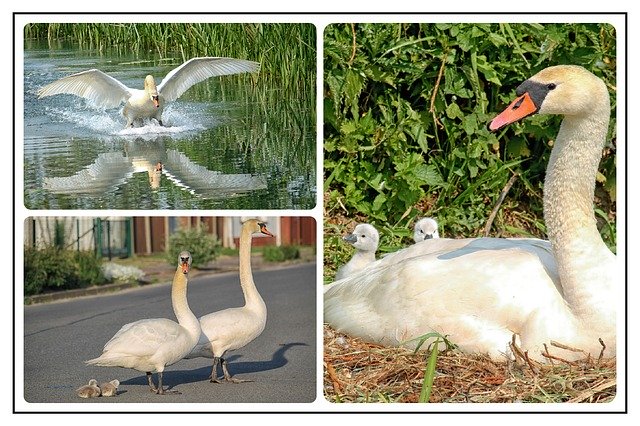 Free download Collage Photo Swans -  free illustration to be edited with GIMP free online image editor