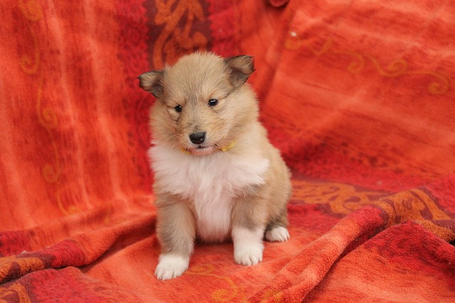 Free download collie rough collie collie rough free picture to be edited with GIMP free online image editor