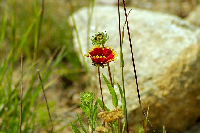 Free download Colorado Blanket Flower Gaillardia -  free photo or picture to be edited with GIMP online image editor