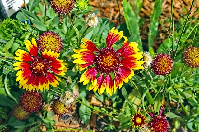 Free download Colorado Blanket Flowers -  free photo or picture to be edited with GIMP online image editor