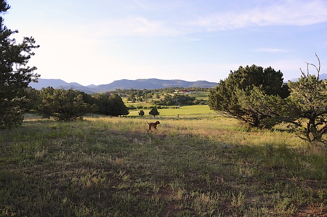 Free download colorado countryside vizsla summer free picture to be edited with GIMP free online image editor