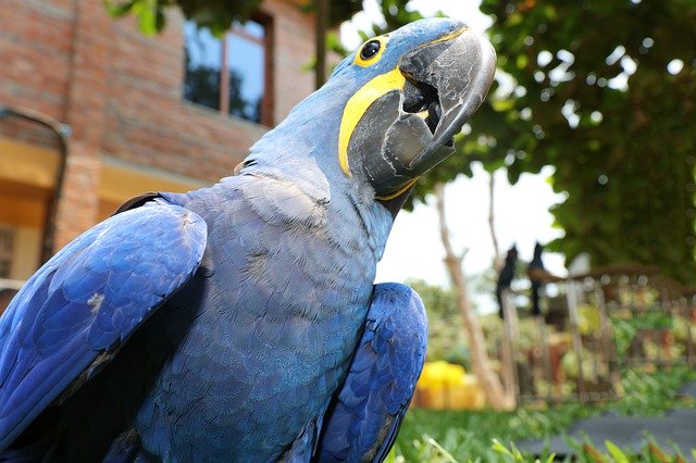 Free download Colorful Couple Macaws Parrot Bird -  free photo or picture to be edited with GIMP online image editor