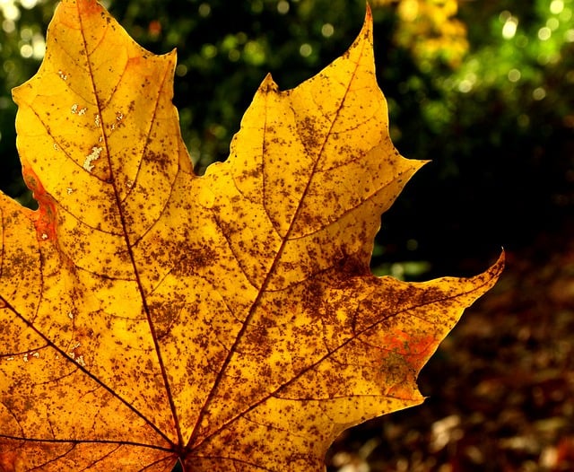 Free download colorful foliage maple leaf free picture to be edited with GIMP free online image editor