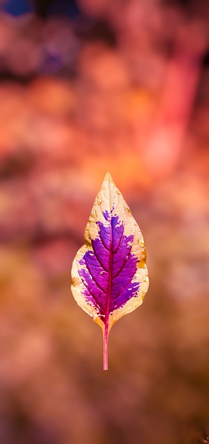 Free download colorful leaf leaf foliage nature free picture to be edited with GIMP free online image editor