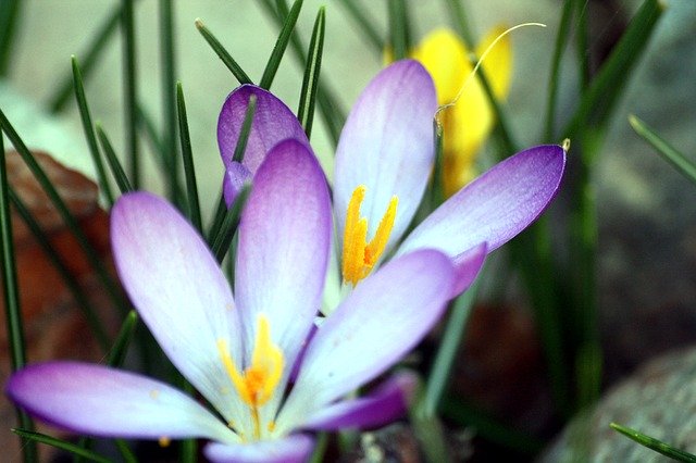 Free download Colorful Spring Crocus -  free photo or picture to be edited with GIMP online image editor