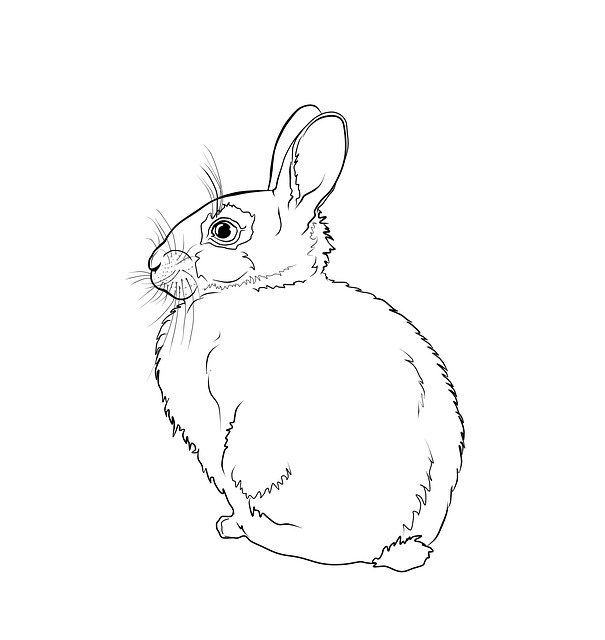 Free download Coloring Hare Line -  free illustration to be edited with GIMP free online image editor