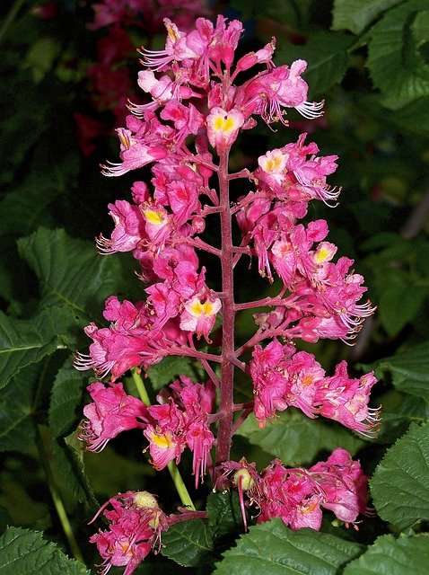 Free download coloured horse chestnut free picture to be edited with GIMP free online image editor