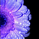 Colours Of Petals  screen for extension Chrome web store in OffiDocs Chromium