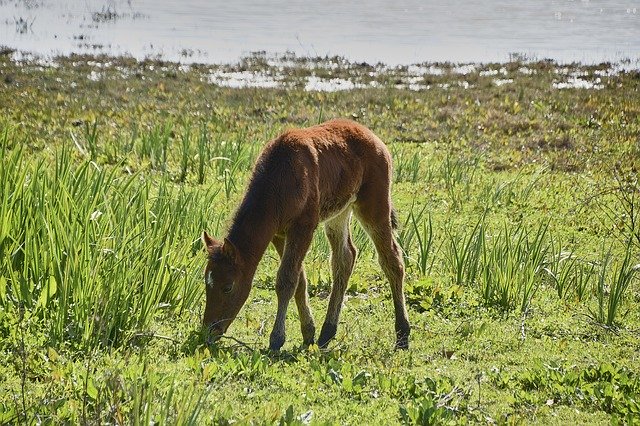Free download Colt Marshes Animals -  free photo or picture to be edited with GIMP online image editor