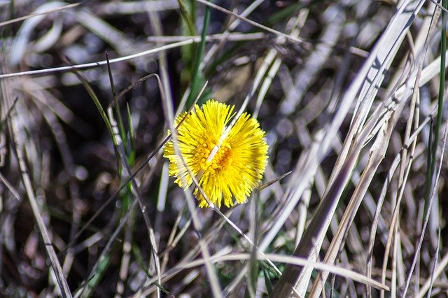 Free download ColtS-Foot Tussilago Farfara -  free photo or picture to be edited with GIMP online image editor