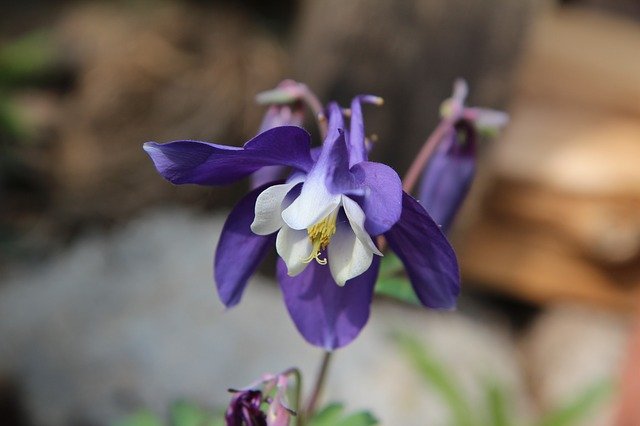 Free download Columbine Ancolie Bleue Flowering -  free photo or picture to be edited with GIMP online image editor