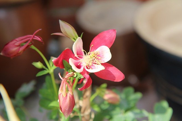 Free download Columbine Ancolie Pink Flowering -  free photo or picture to be edited with GIMP online image editor