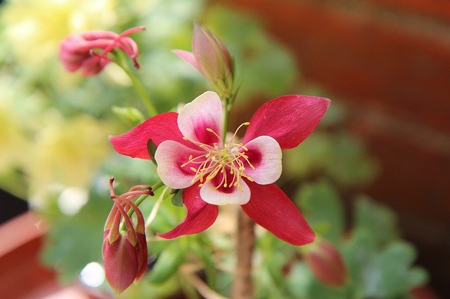 Free download Columbine Ancolie Red Flowering -  free photo or picture to be edited with GIMP online image editor