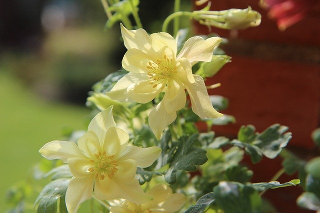 Free download Columbine Ancolie Yellow Flowering -  free photo or picture to be edited with GIMP online image editor