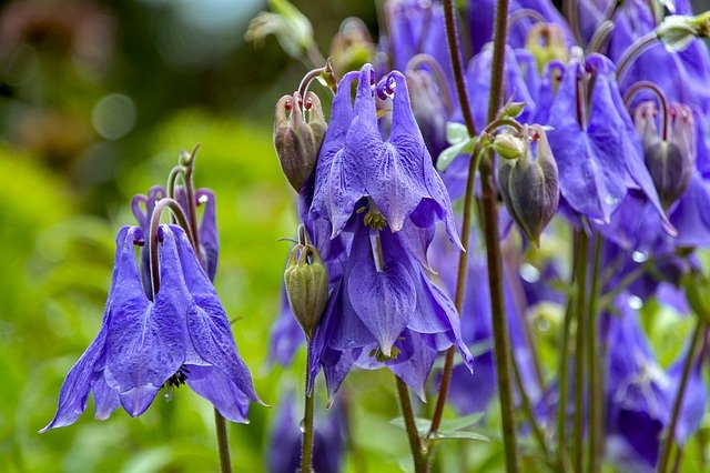 Free download Columbine Blue Blossom -  free photo or picture to be edited with GIMP online image editor