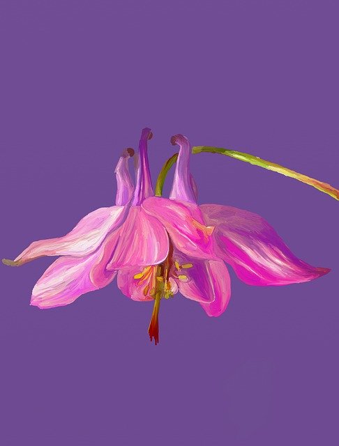 Free download Columbine Digital Flower -  free illustration to be edited with GIMP free online image editor