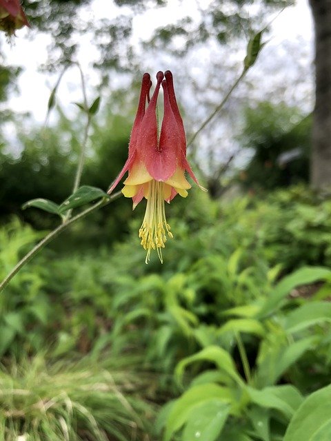 Free download Columbine Flower Spring -  free photo or picture to be edited with GIMP online image editor