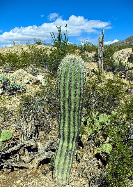 Free download Columnar Saguaro Cactus Arizona -  free photo or picture to be edited with GIMP online image editor